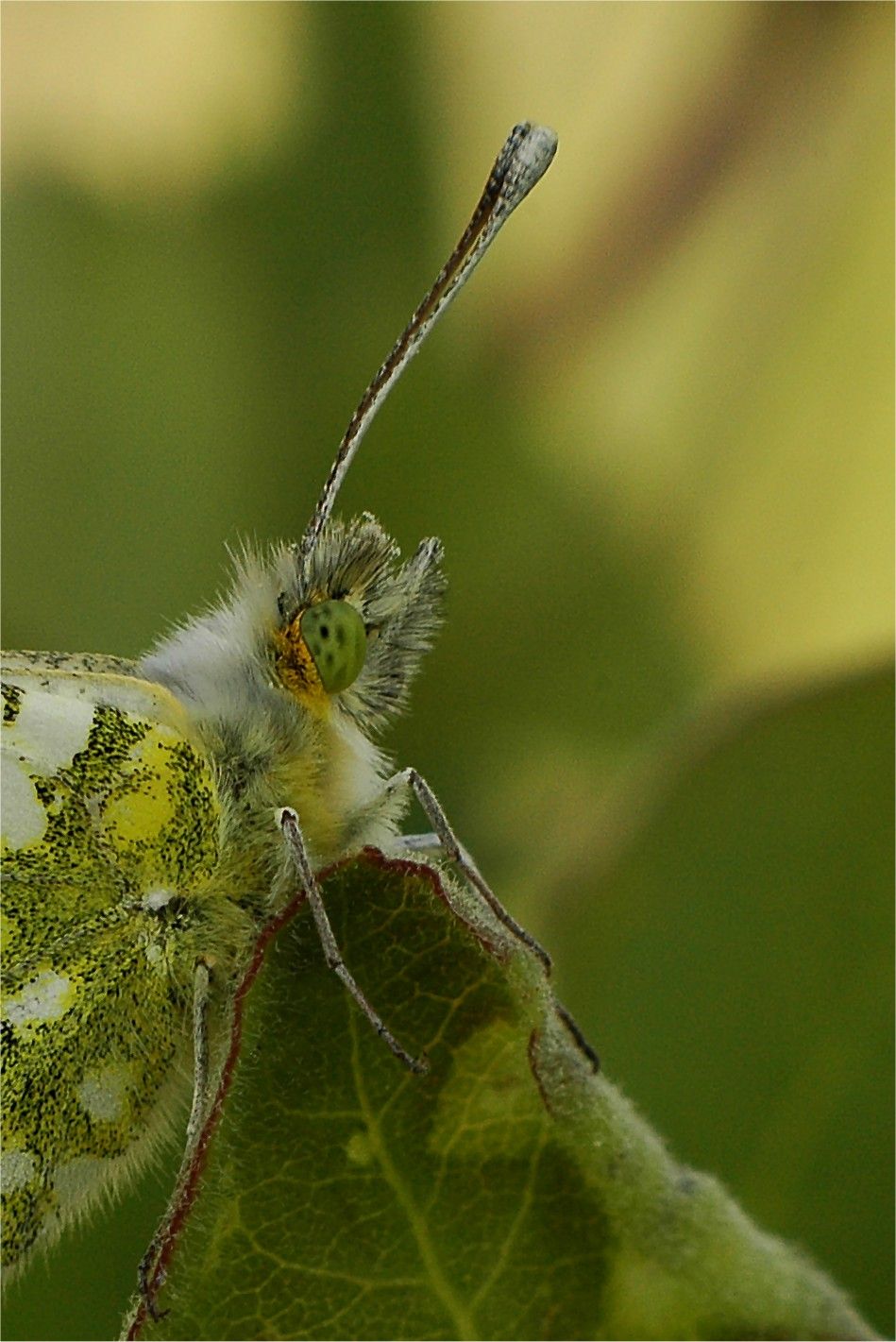 Euchloe crameri